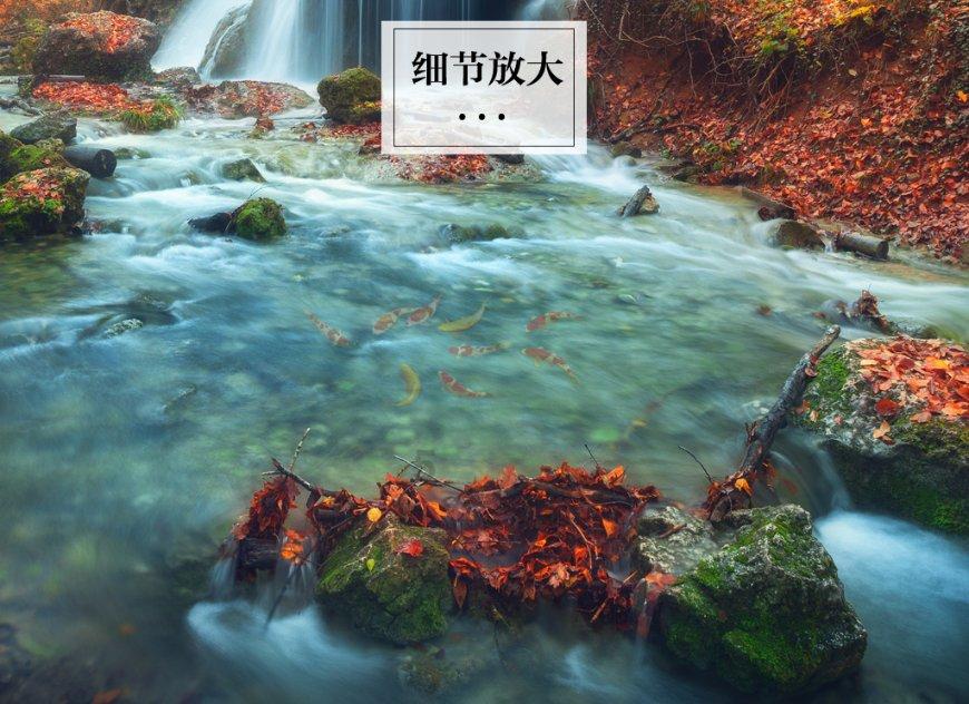 陕西眉县:国家一级保护动物野生羚牛频现红河谷